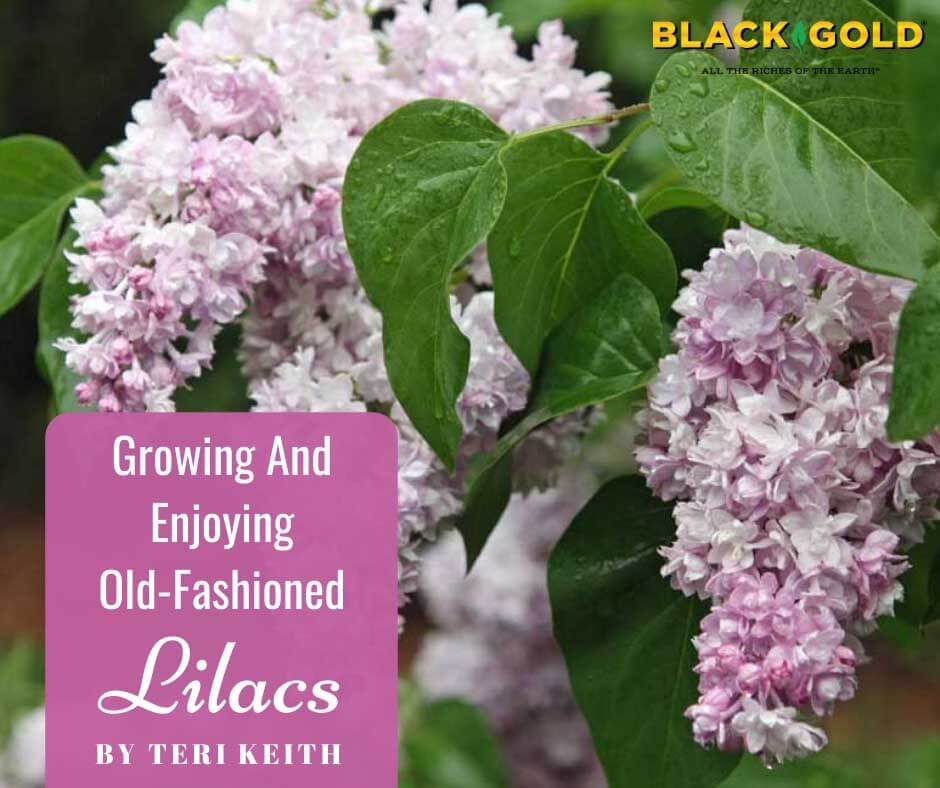 Why Is My Lilac Not Blooming: Reasons A Lilac Bush Never Flowers