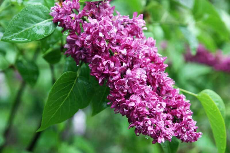 old fashioned dark purple lilac