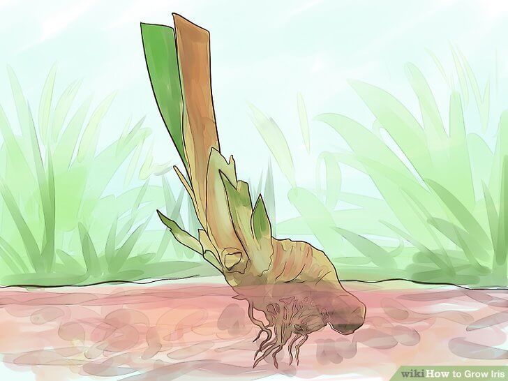 How to Dig up Tree Roots: 12 Steps (with Pictures) - wikiHow