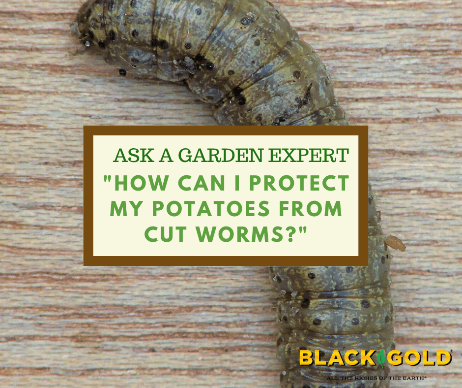 How Can I Protect My Potatoes From Cut Worms? – Black Gold