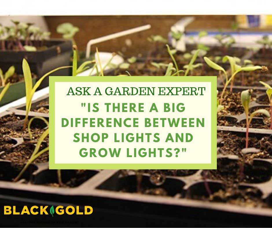 Is There a Difference Between Shop Lights and Grow Lights? Black Gold