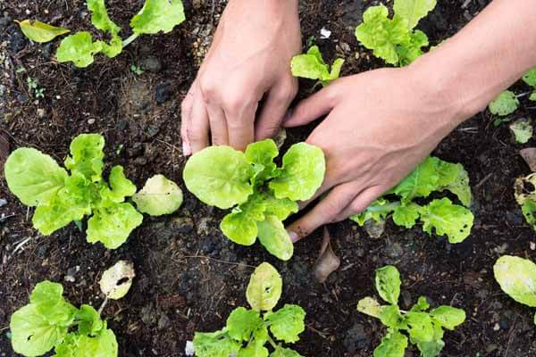 6 vegetable gardening tips every new food gardener needs to know