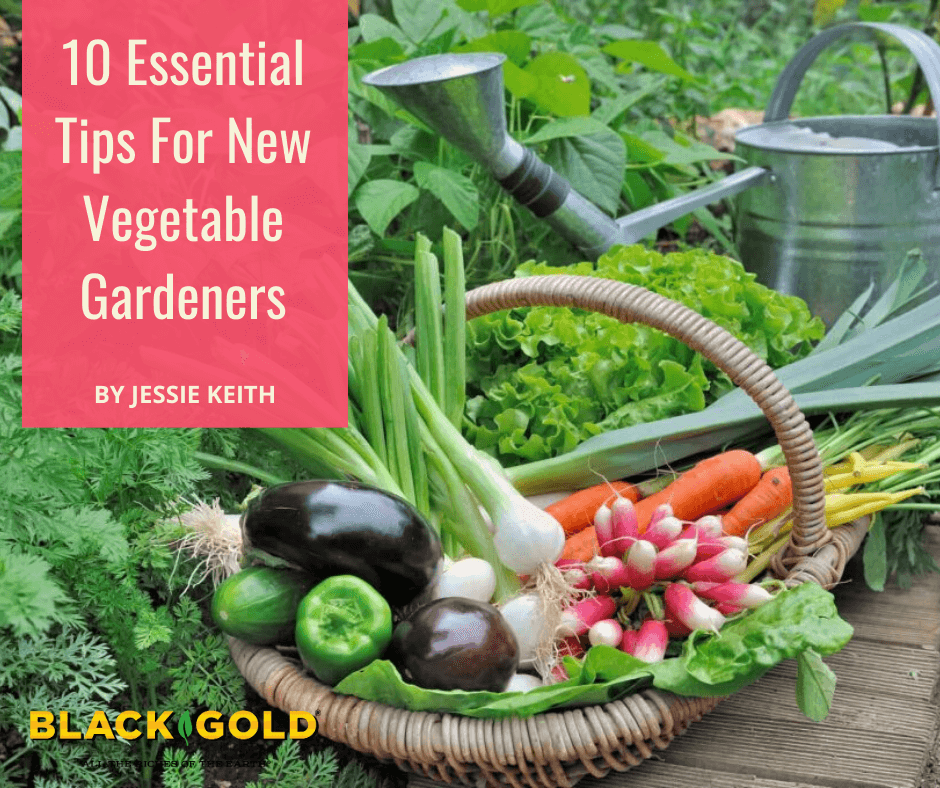 6 vegetable gardening tips every new food gardener needs to know