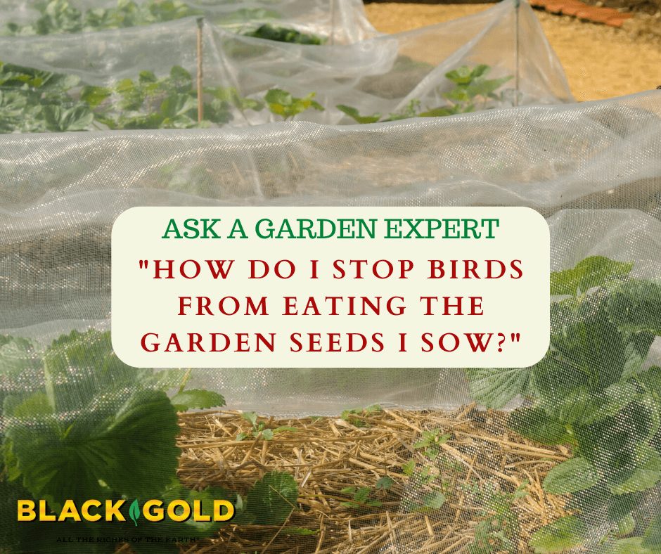 How Do I Stop Birds From Eating the Garden Seeds I Sow? – Black Gold