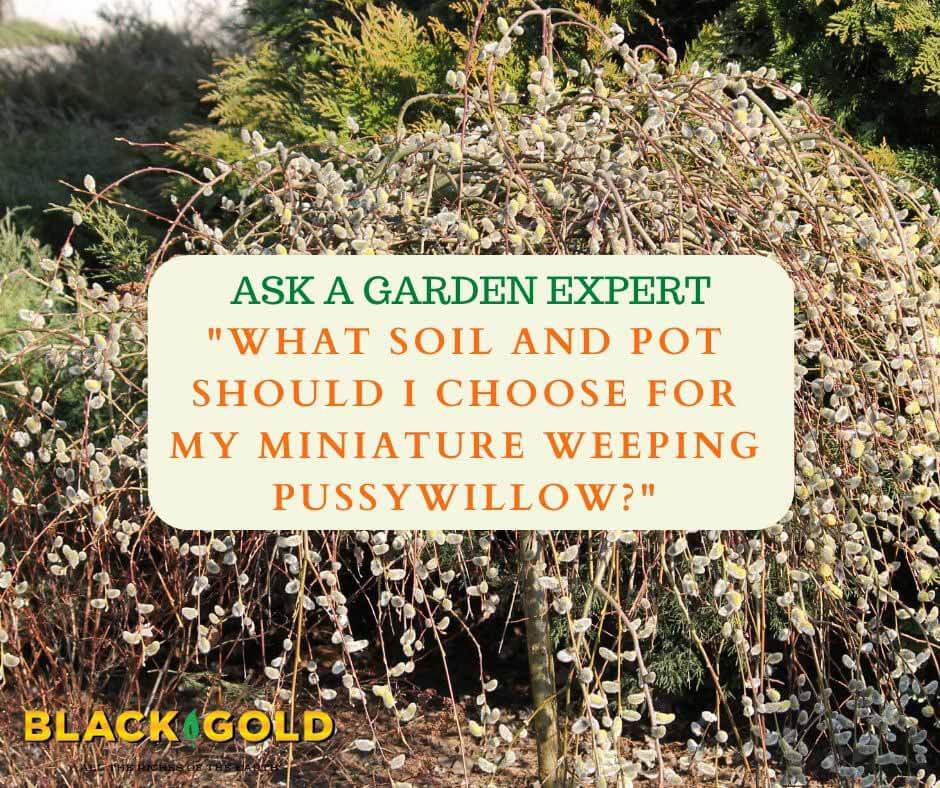 What Soil and Pot Should I Choose for My Miniature Weeping Pussywillow? –  Black Gold