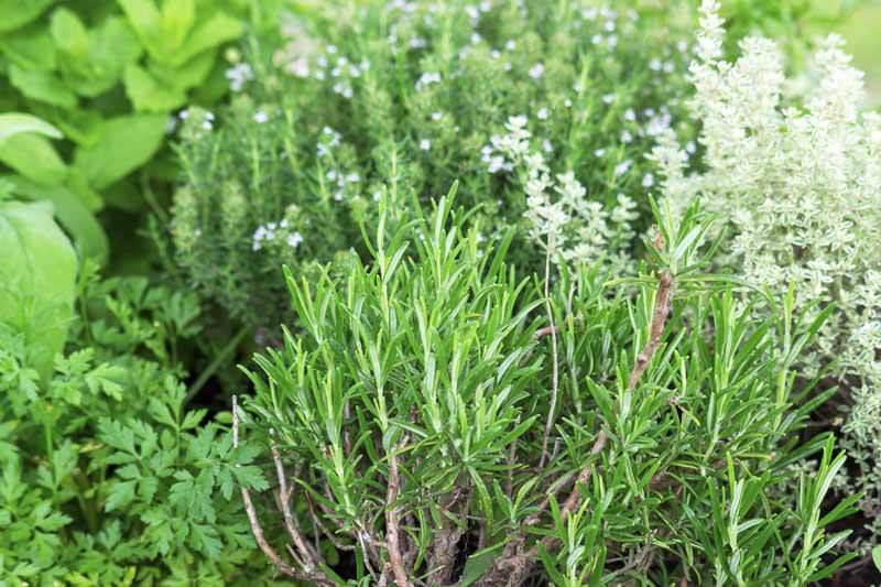 What Rosemary Varieties Survive in Southern California? – Black Gold