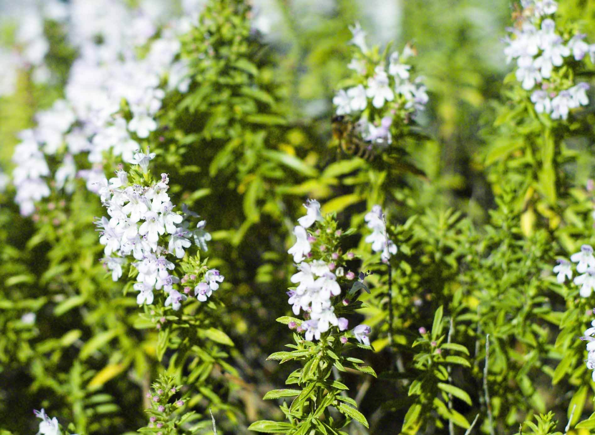 What Rosemary Varieties Survive in Southern California? – Black Gold