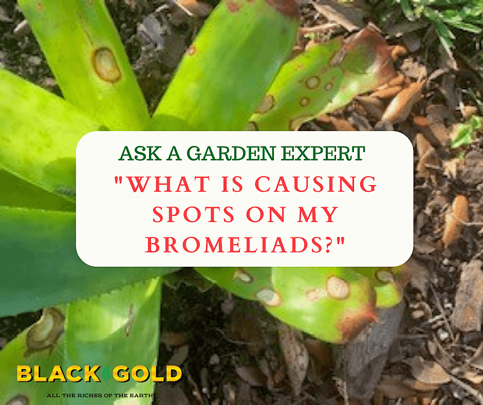 What Is Causing Spots on My Bromeliads? – Black Gold
