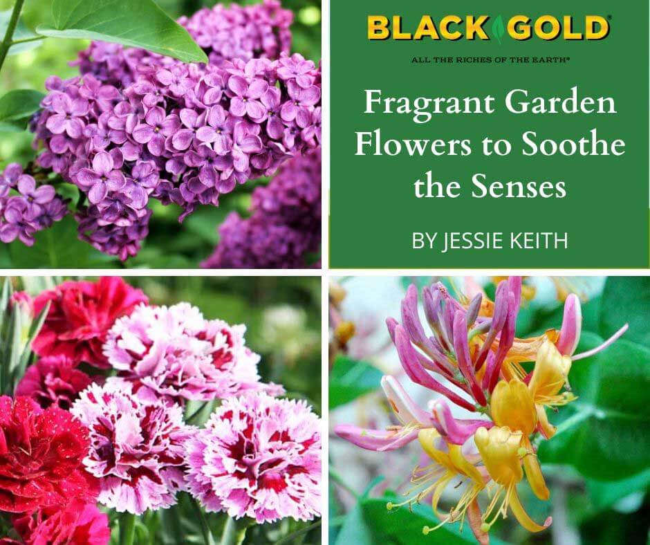 Fragrant Garden Flowers to Soothe the Senses – Black Gold