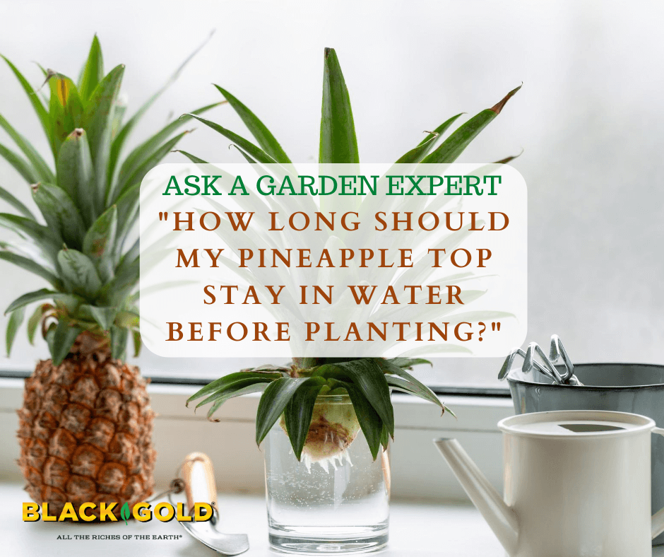 Sind Ledsager F.Kr. How Long Should My Pineapple Top Stay in Water Before Planting? – Black Gold