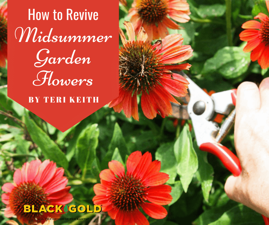 How to Revive Midsummer Garden Flowers – Black Gold