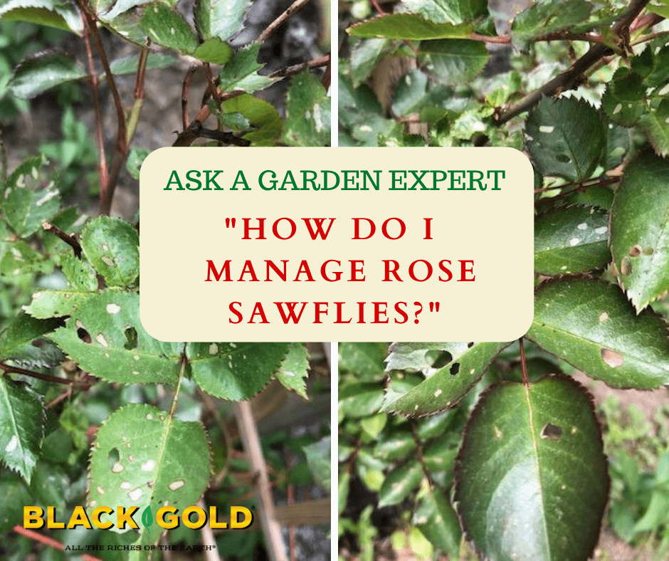 Rose leaf-rolling sawfly / RHS Gardening