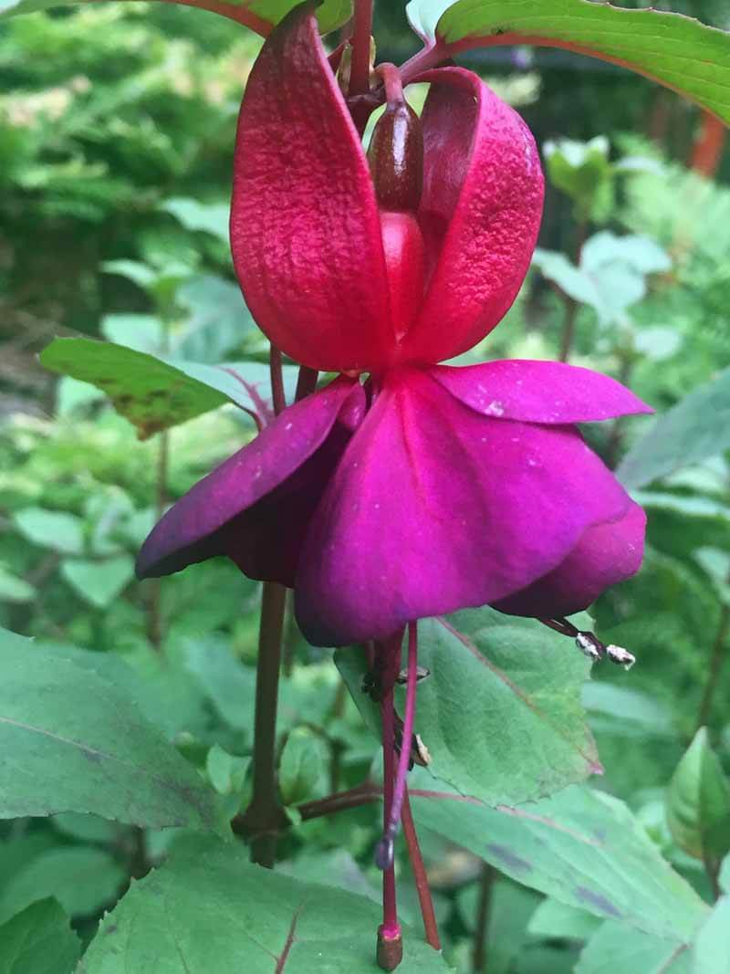 Flower garden stock-take time - Anthony Tesselaar Plants