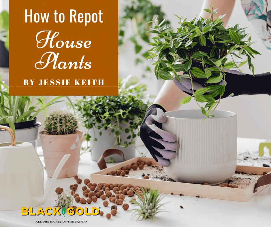 How To Repot House Plants in Six Steps Black Gold