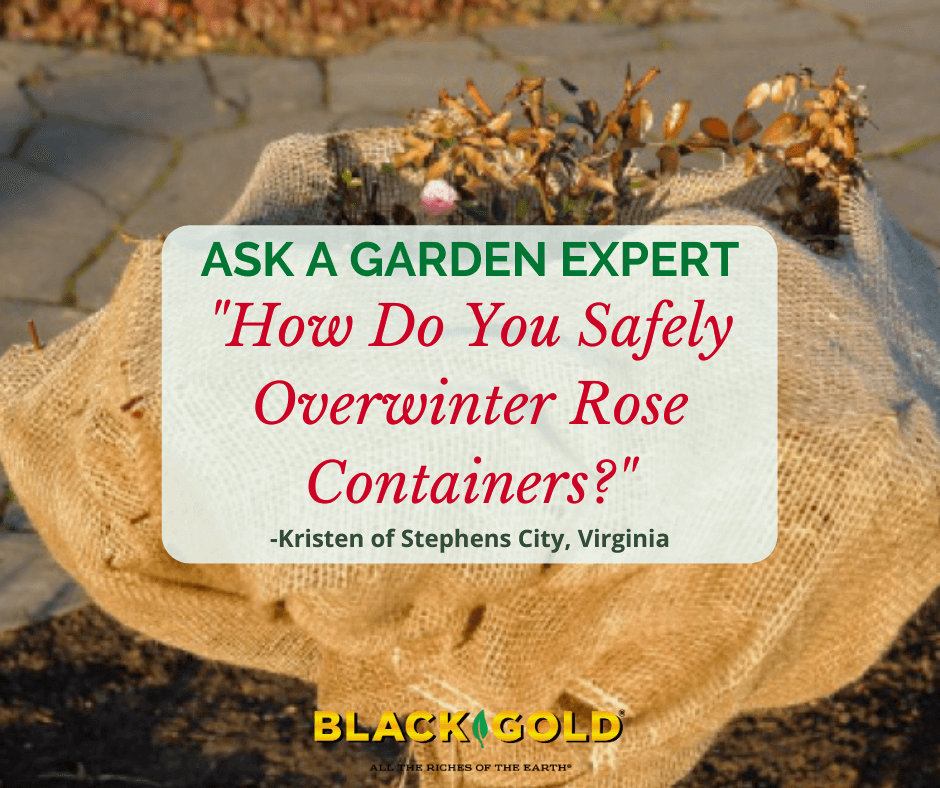 Overwintering Outdoor Ceramic Containers – Black Gold