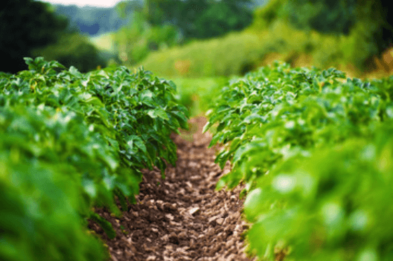 How and When to Harvest Potatoes