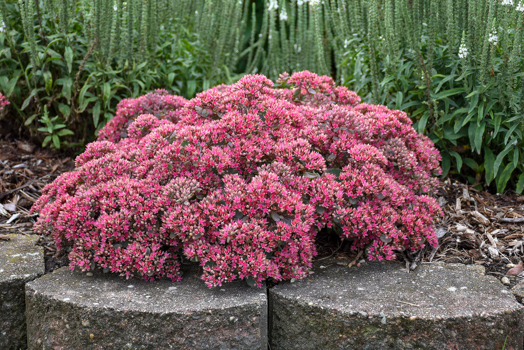 Rock 'N Grow® Midnight Velvet - Stonecrop - Sedum hybrid