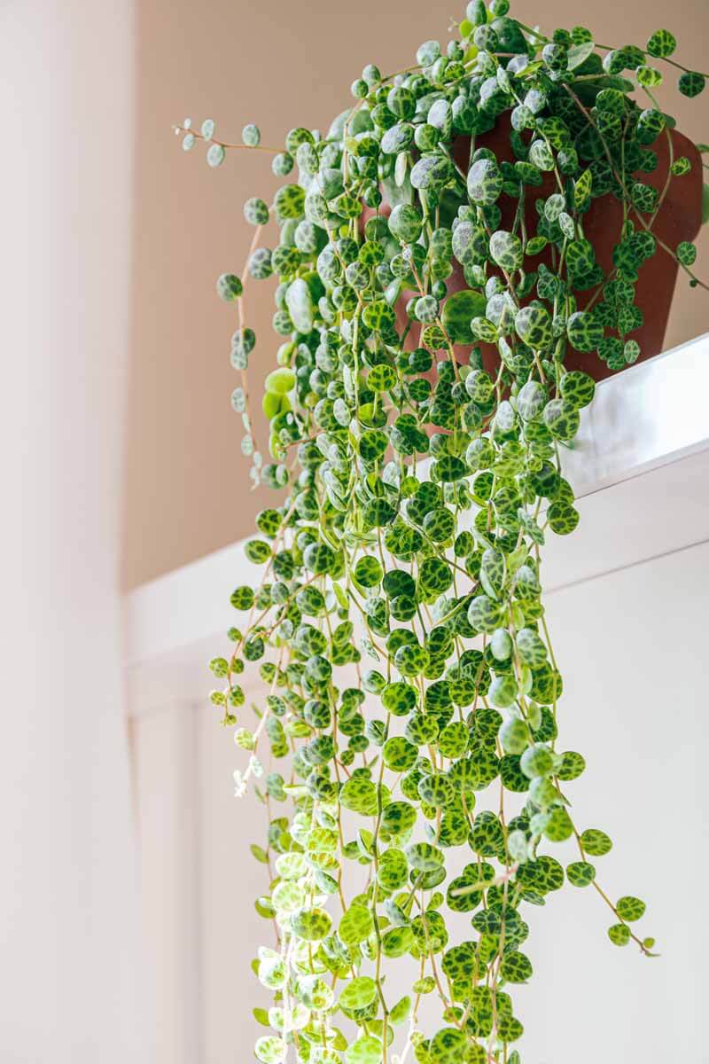 Rhipsalis Hatiora Salicornioides, String of Pearls, Donkey Tail 