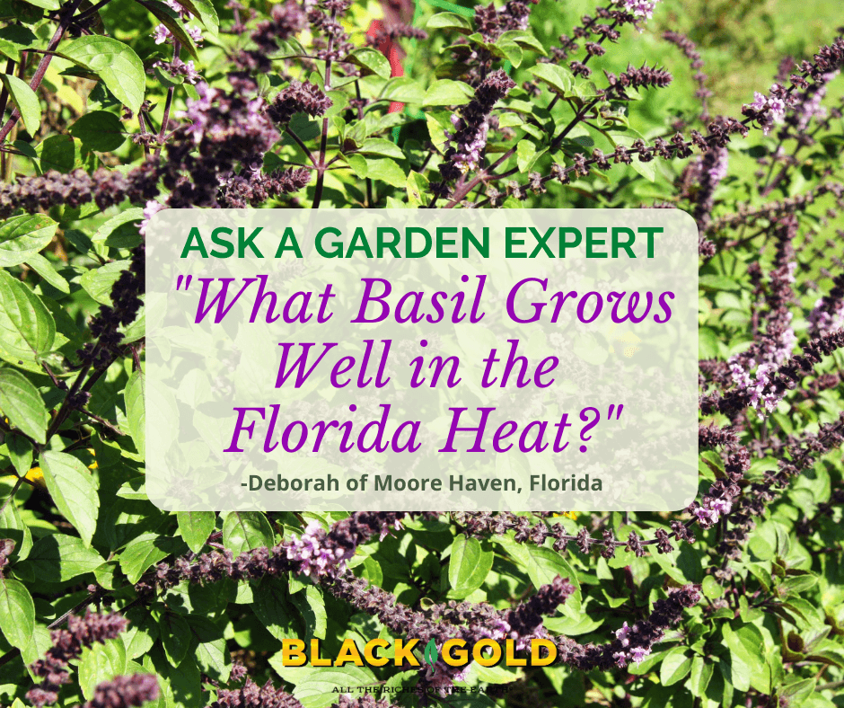 What Basil Grows Well in Florida Heat Black Gold