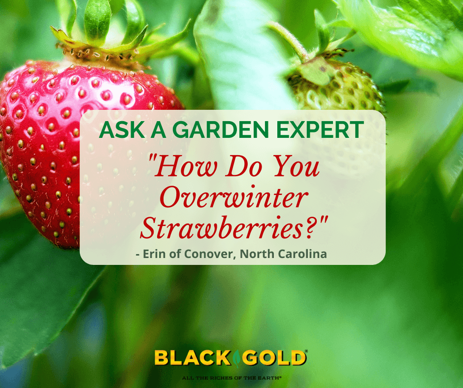 Overwintering Strawberries