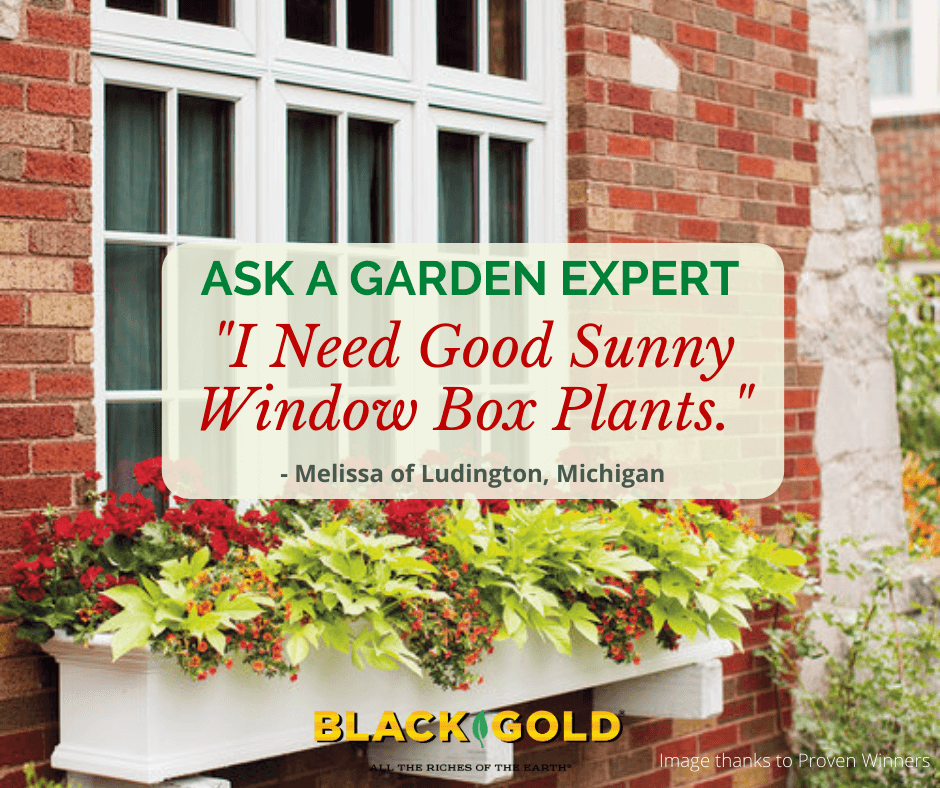 I Need Good Sunny Window Box Plants