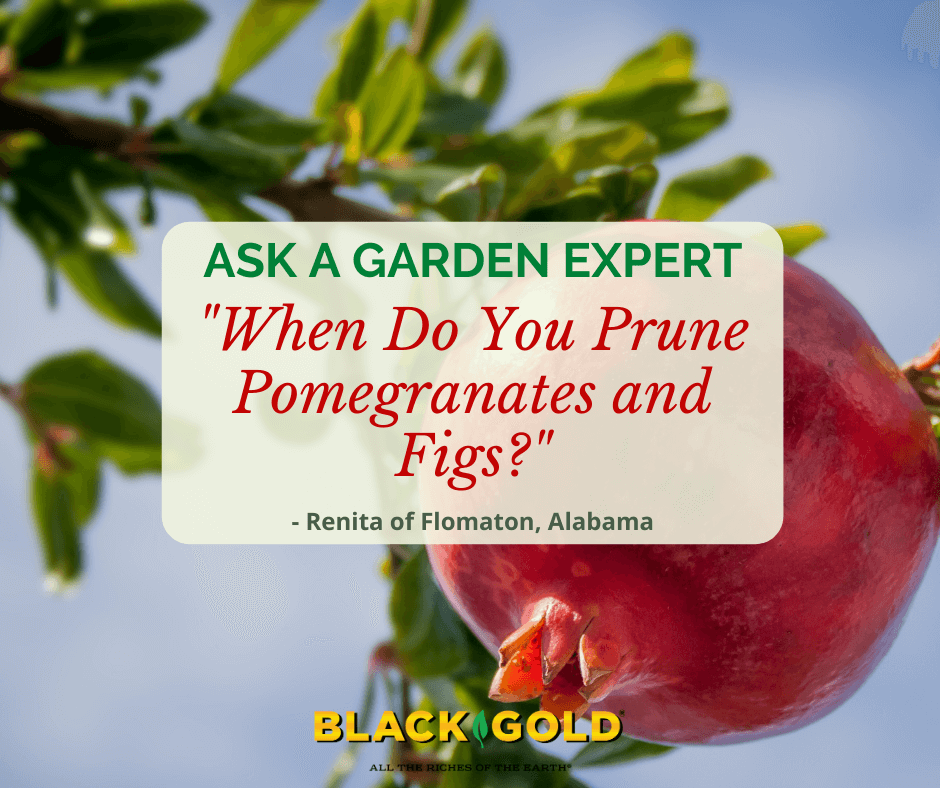 Wait until spring to prune pomegranate trees, Home and Garden