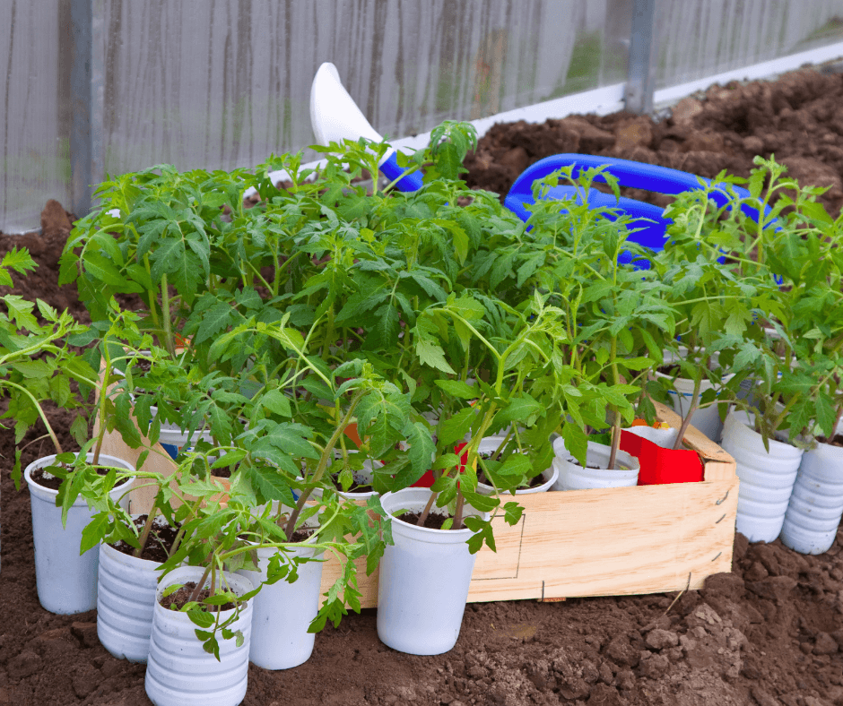 Bottom Heat for Happy Heirloom Seed Starting – Black Gold