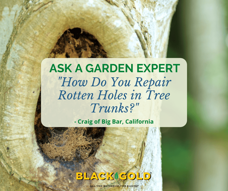 Patching Tree Hole: Fixing A Tree With A Hollow Trunk Or Hole In Trunk