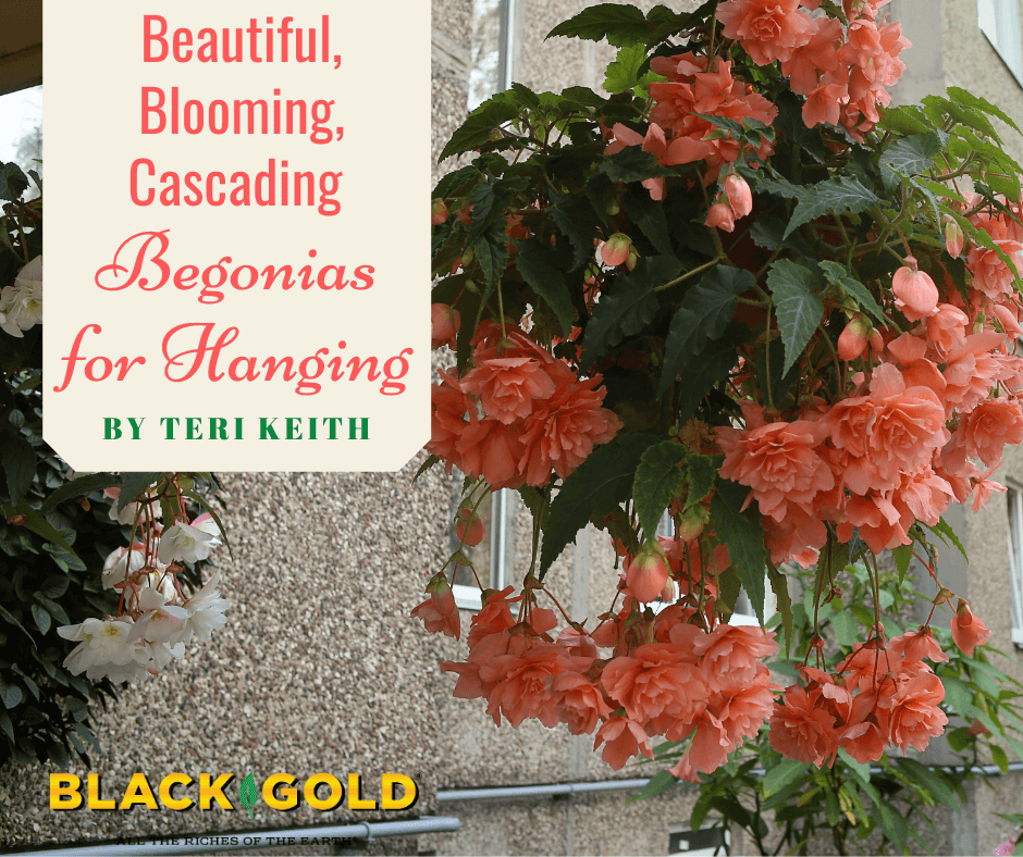 Beautiful, Blooming, Cascading Begonias for Hanging – Black Gold