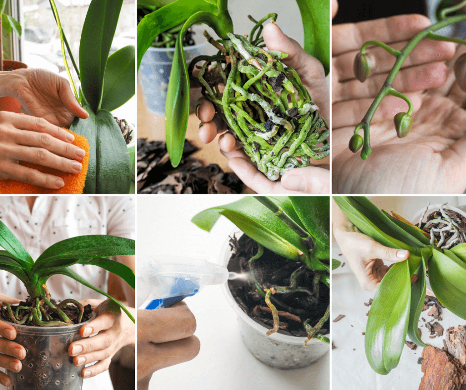 Getting Phalaenopsis and Oncidium to Rebloom – Black Gold