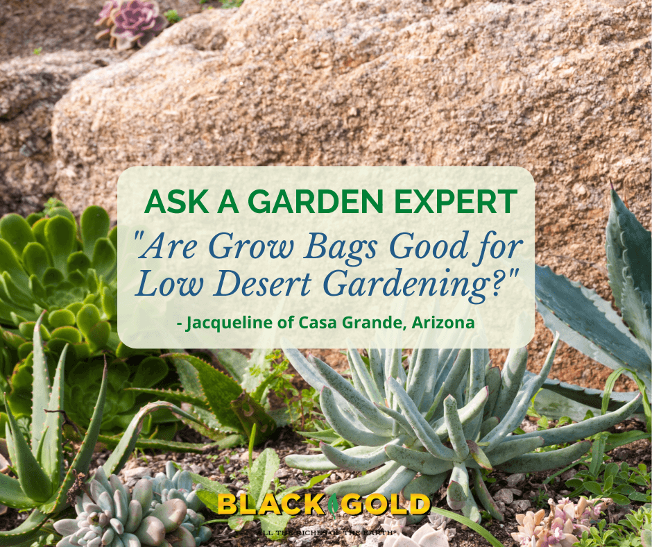 Pros and Cons of Grow Bags for Gardening