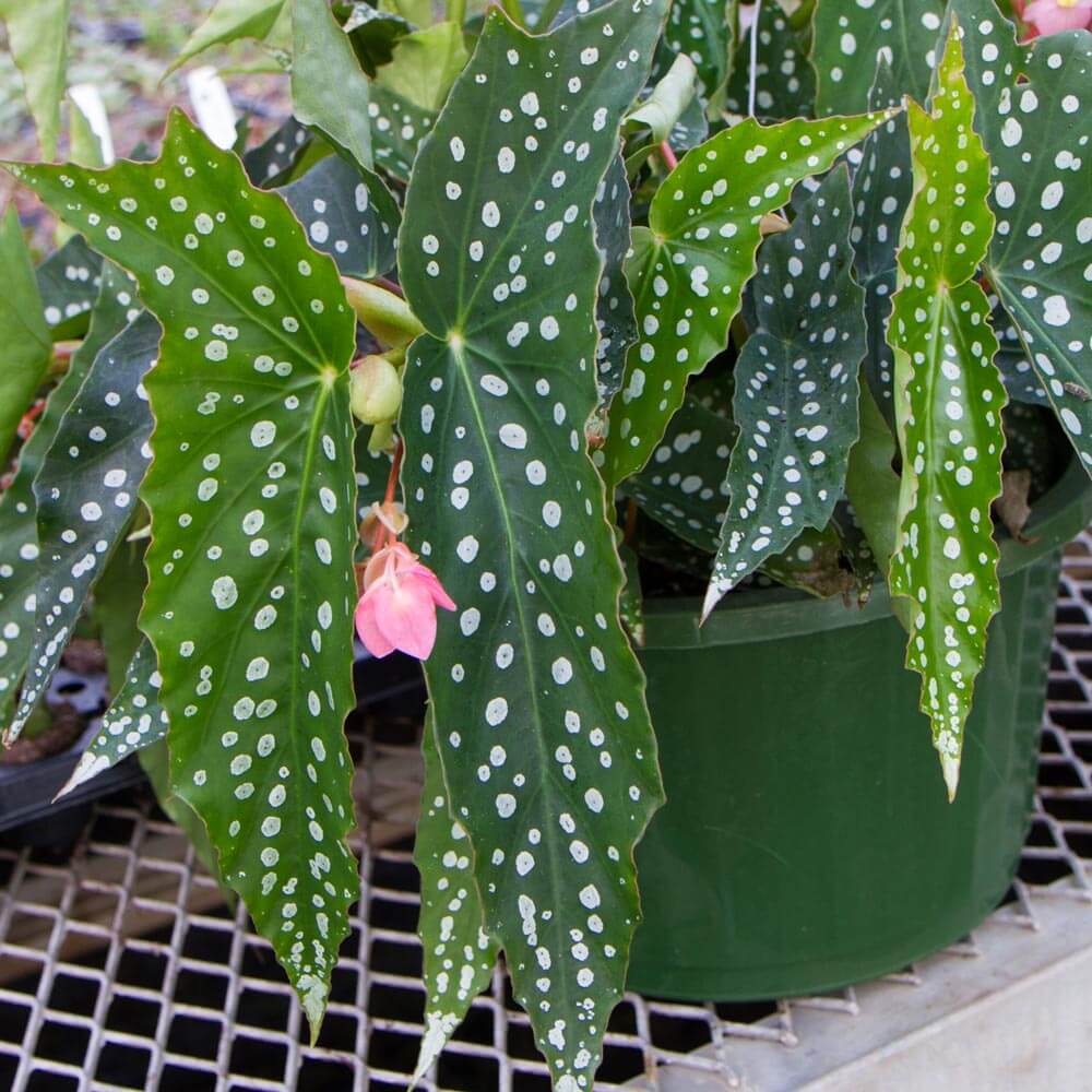 Beautiful Blooming Cascading Begonias for Hanging Black Gold