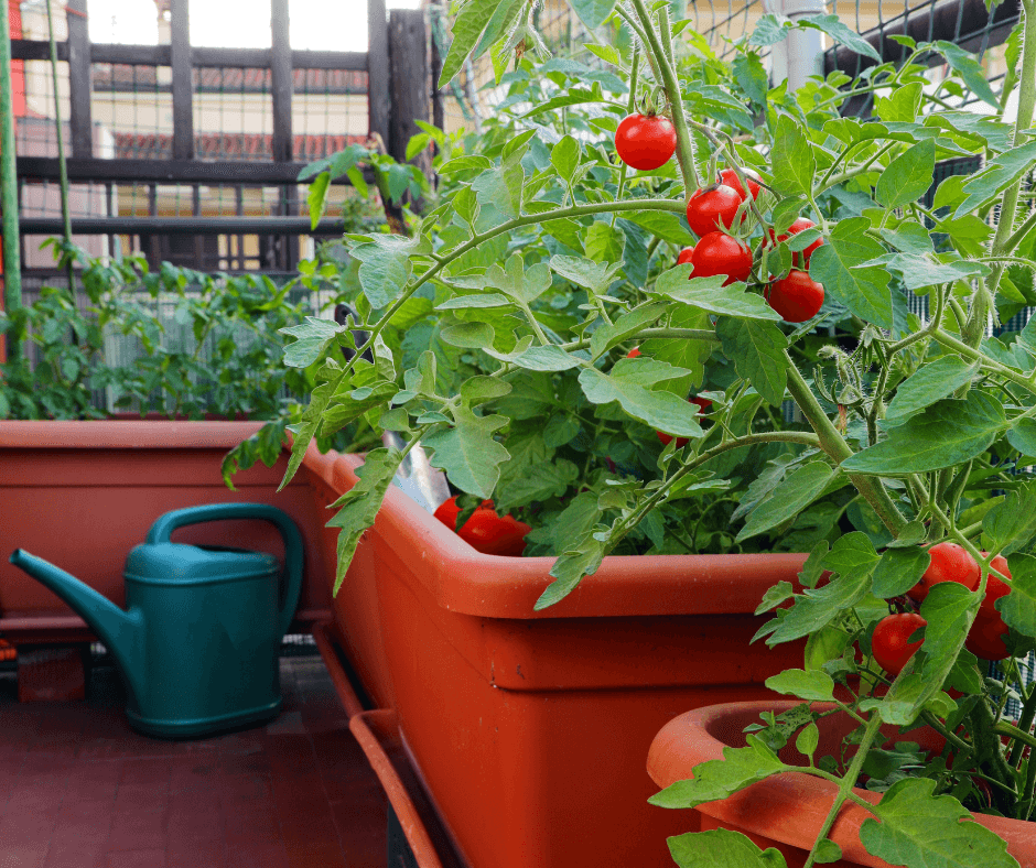 Growing Vegetables in Pots - Gingham Gardens