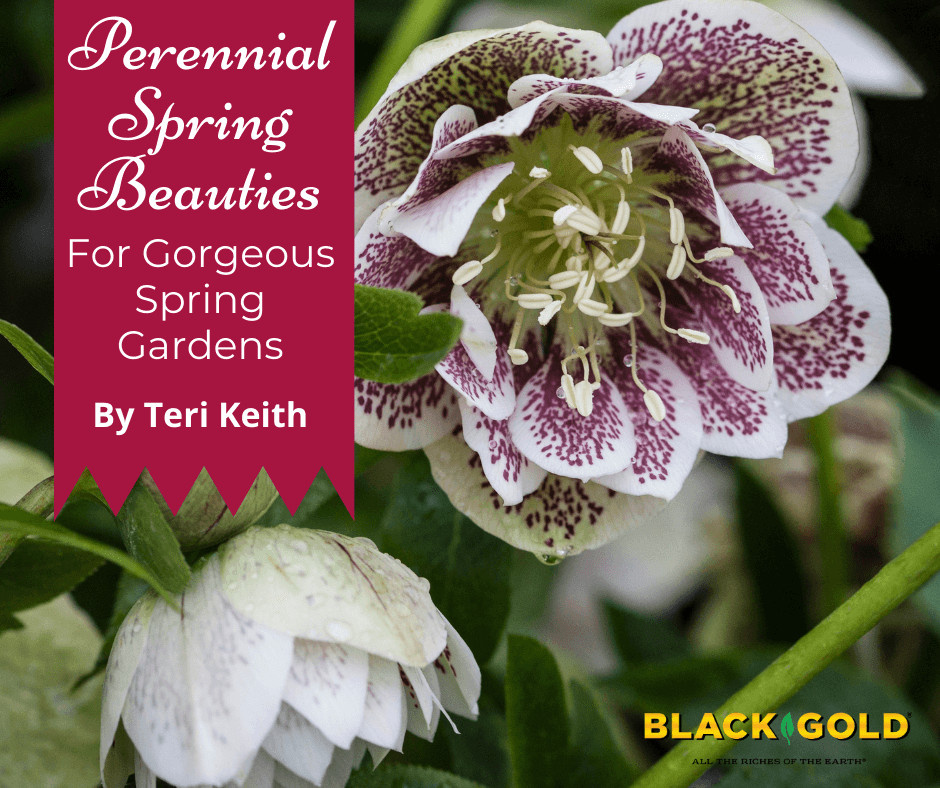 Perennial Spring Beauties For Gorgeous Gardens Black Gold