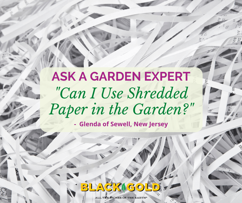 Can I Use Shredded Paper in the Garden? – Black Gold