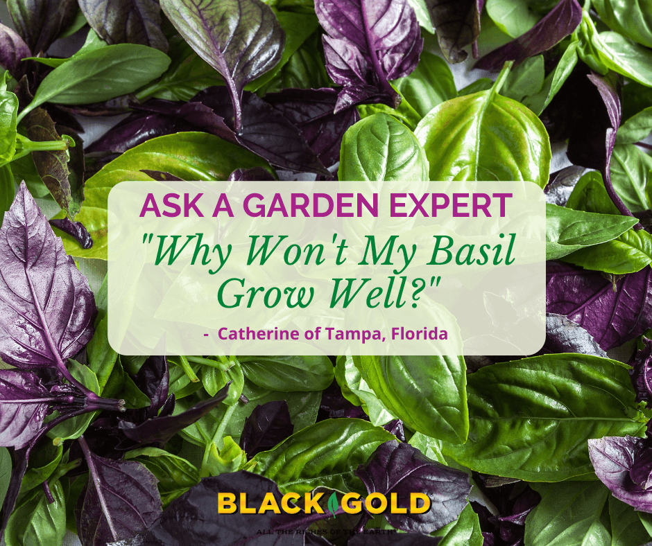 Why Won t My Basil Grow Well Black Gold