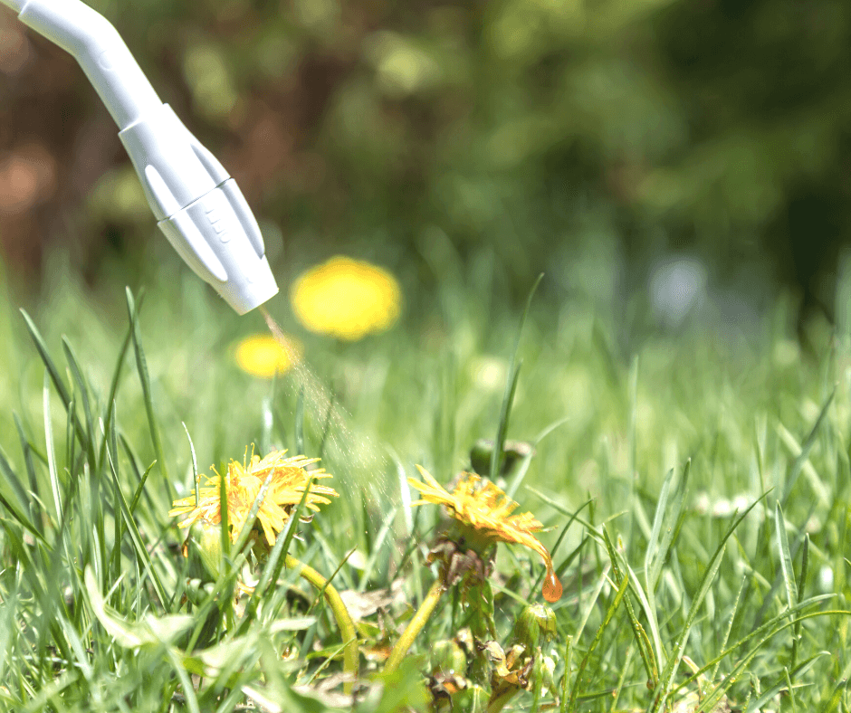 The no-nonsense guide to weeding your garden easily - The Middle