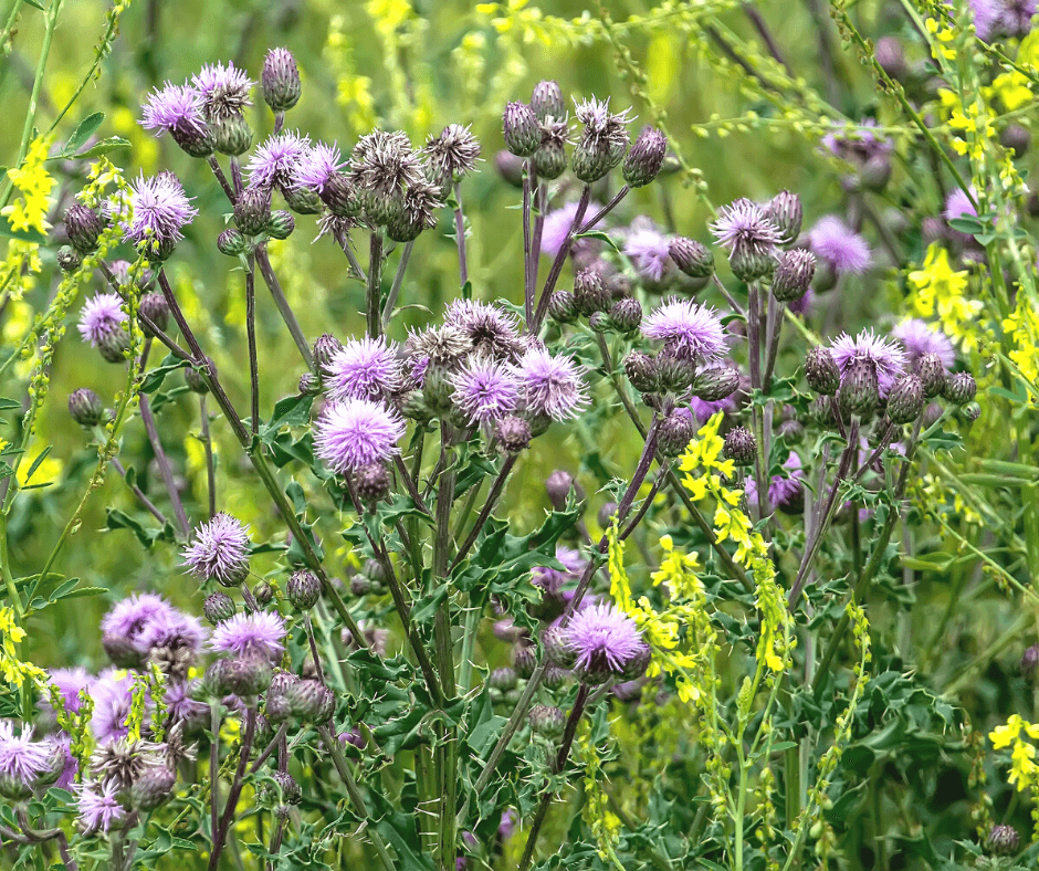 The no-nonsense guide to weeding your garden easily - The Middle