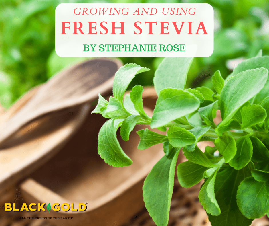 Stevia Extract vs. Stevia Leaves: What's the Difference