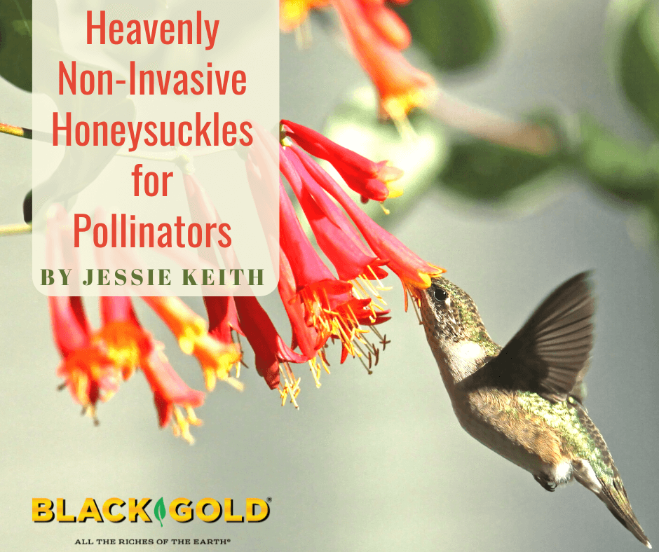 Heavenly Non-Invasive Honeysuckles for Pollinators