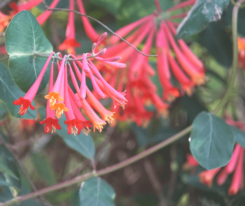 Honeysuckle Pink Shorts