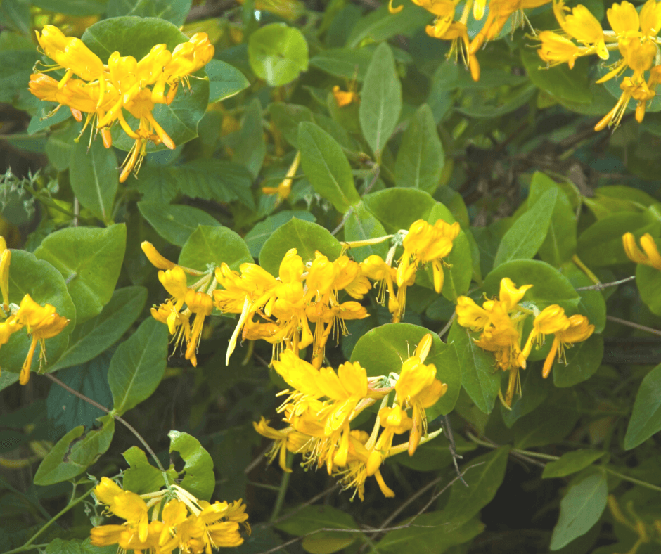 yellow honeysuckle flower