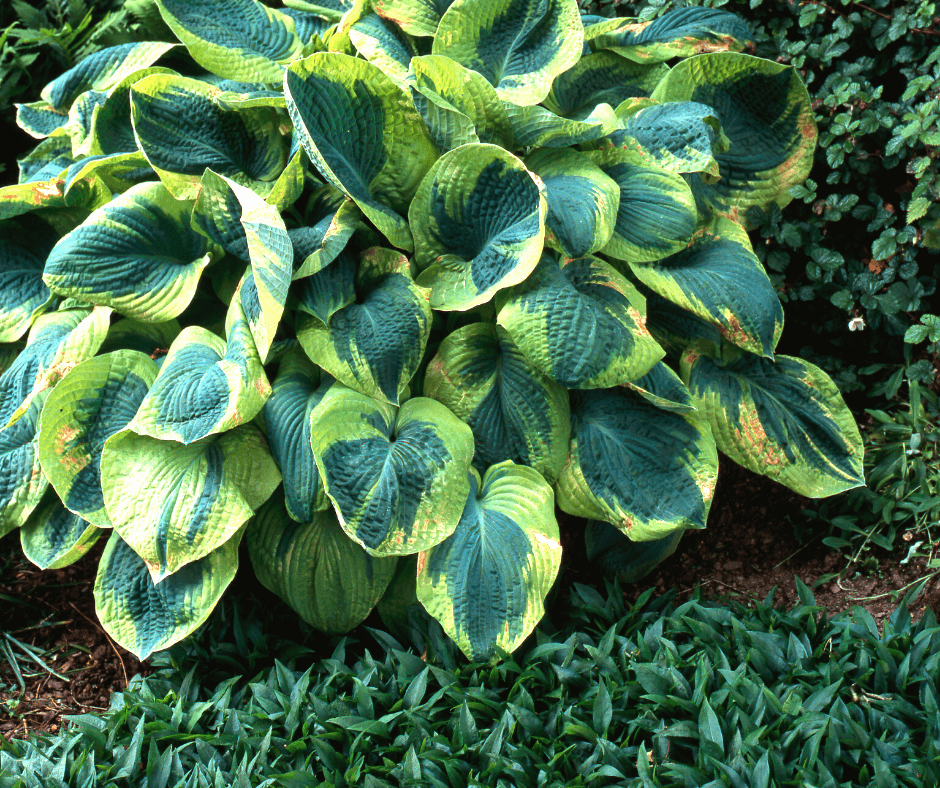 variegated shrubs identification