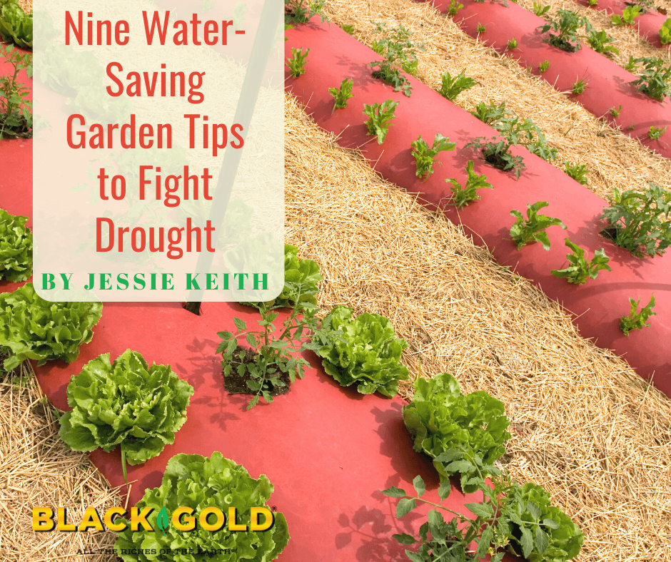 Nine Water-Saving Garden Tips to Fight Drought – Black Gold