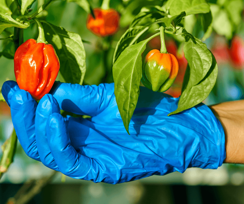 death spiral pepper facts