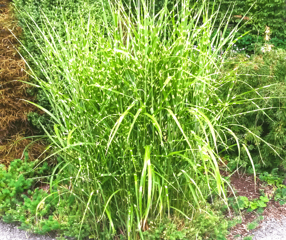 Pretty Perennial Ornamental Grasses For Late Summer – Black Gold