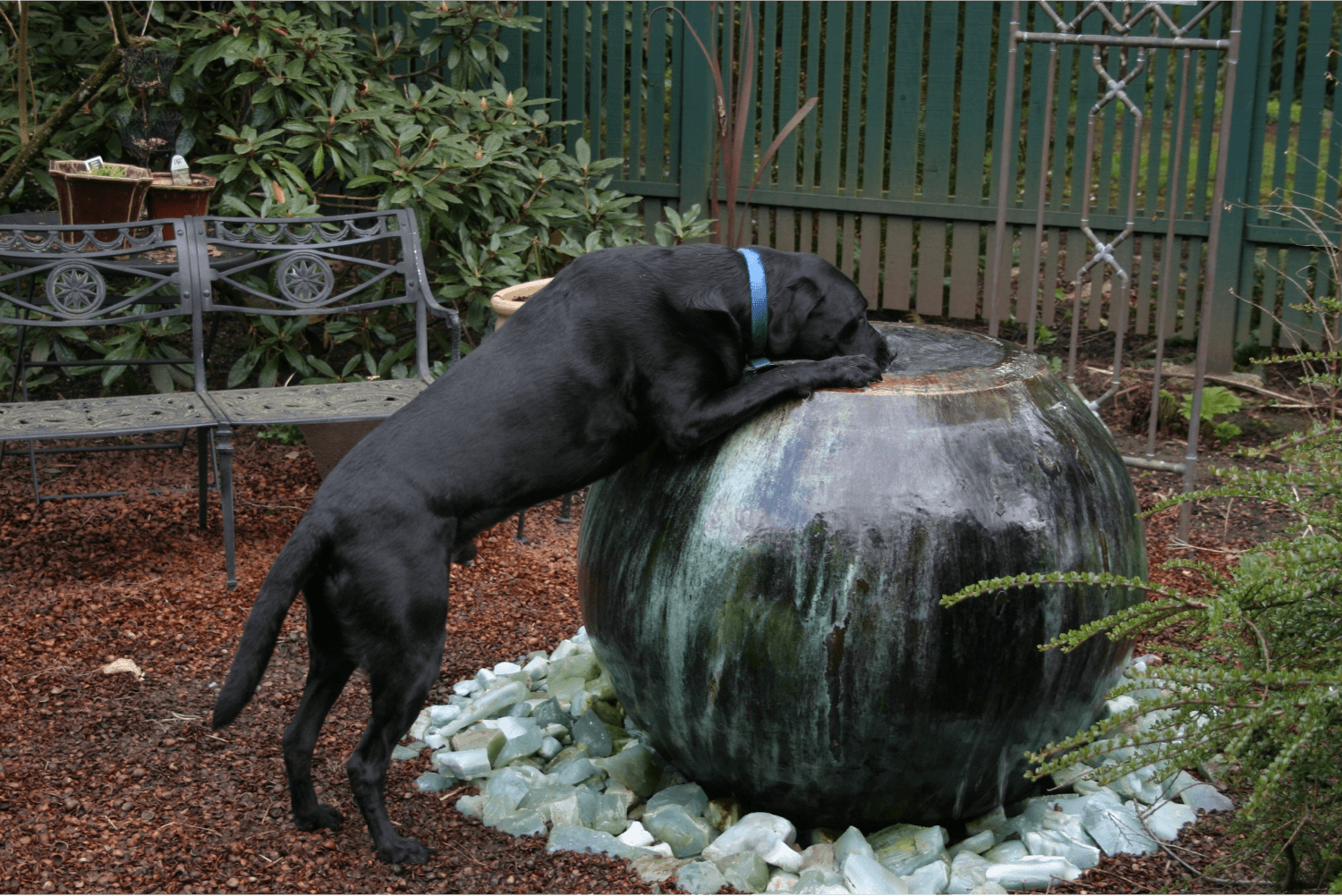 Dog water features for best sale the garden