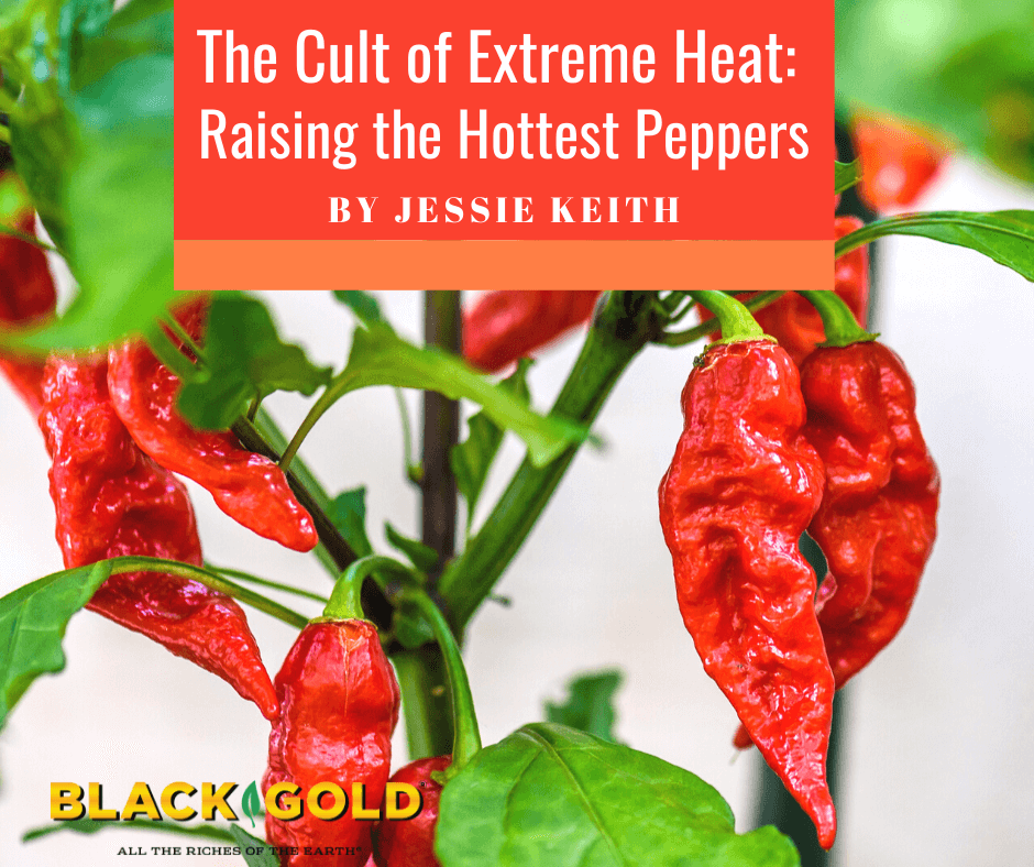 What's It Like to Eat the World's Hottest Chile Pepper?