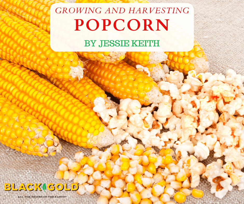 Growing and Harvesting Popcorn – Black Gold