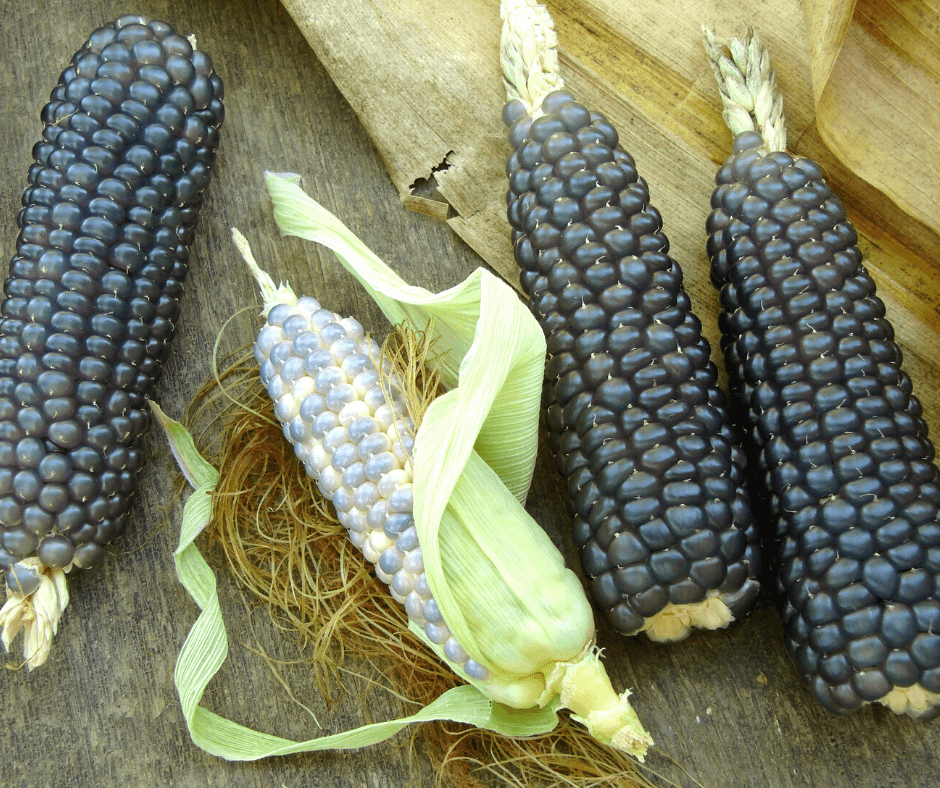 Blue Corn Popcorn Popped